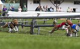 Dogobundi Basenji Th. Ernst (56)